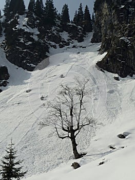 Snow avalance in Bavarian Alps, Germany, in wintertime photo