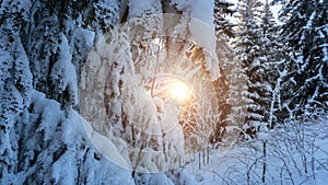 Snow background. Frost forest nature scene with beautiful morning sun, blue sky. Snowy white Christmas tree in sunshine. Frosty,