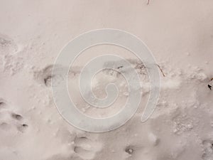 Snow background texture floor path with tracks trail foot prints