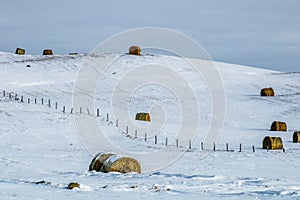 Hay bales in a snowy field, cowboy Trail, Alberta, Canada