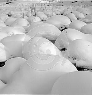 Snow ball on the frozen river