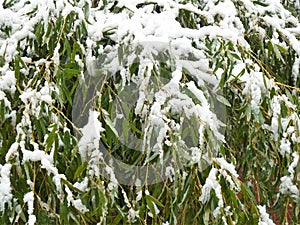 Snow on Bamboo Winter Background