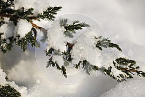 Snow barbed branch of juniper in the sun