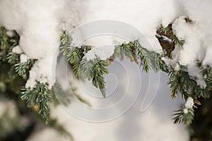 Snow barbed branch of juniper in the sun