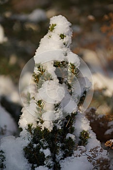 Snow barbed branch of juniper in the sun