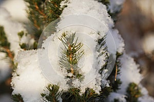 Snow barbed branch of juniper in the sun