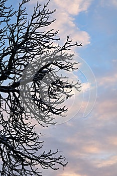 Snow on bare branches of a tree