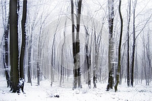 La nieve en hermoso Bosque niebla 