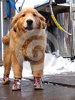 Snow in Beijing