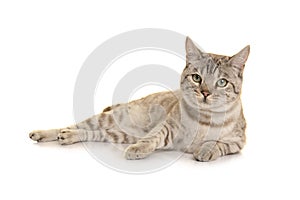 Snow bengal cat lying down looking at the camera on a white background