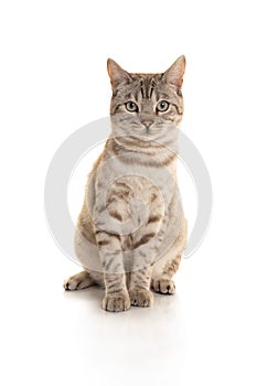 Snow bengal purebred cat looking at the camera sitting on a white background