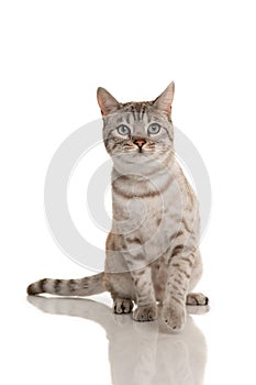 Snow bengal purebred cat looking up sitting on a white background