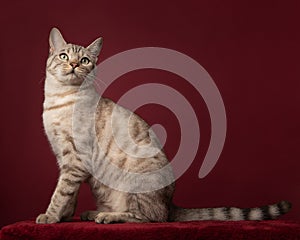 Snow bengal purebred cat sitting on a deep red background looking away seen from the side