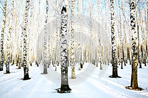 Snow birch grove in december
