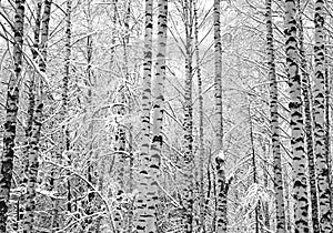 Snow birch trees black and white