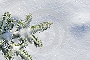 Snow blanketed pine branch photo