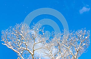 Snow blowing in the wind with blue sky and white trees