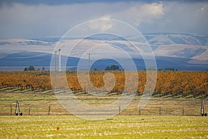 Snow on the Blue Mountains in autumn in Walla Walla, Washington