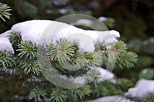 Snow on blue spruce