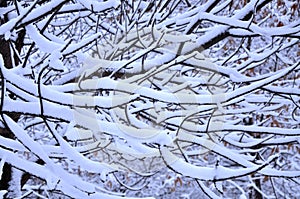 Snow branch