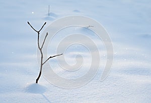 Der schnee Zweig 