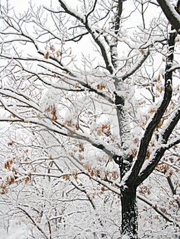 Snow branch