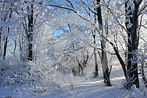Snow branch