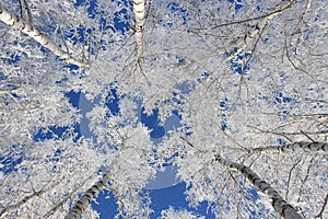 Snow branch