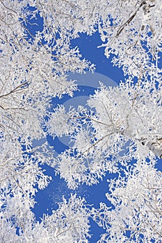 Snow branch