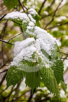Snow on branch of blooming tree in spring.