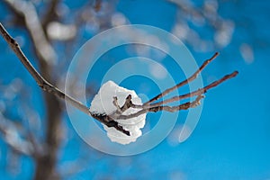 Snow on a branch