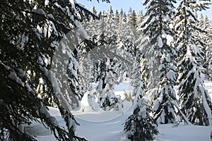 Snow branch firs canadian winter vancouver