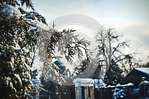 Snow on a branch of a juniper