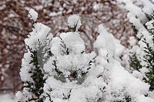 Snow on a branch of a juniper