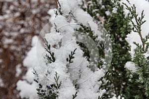Snow on a branch of a juniper