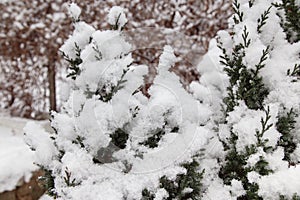 Snow on a branch of a juniper