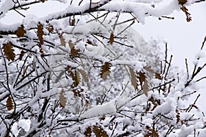 Snow on the branch of oak, snowy tree close-up and oak tree yellow leaves