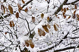 Snow on the branch of oak, snowy tree close-up and oak tree yellow leaves