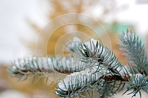 Snow on a branch of spruce, closeup