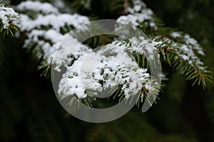 Snow On Branch Spruce In Forest In Winter Close Up