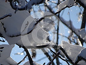 Snow on the branches