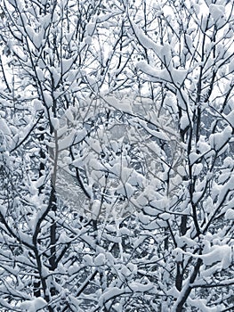 Snow on the branches