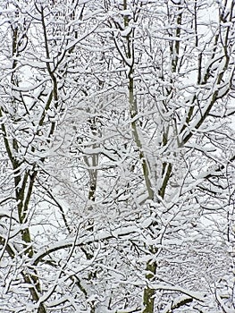 Snow branches photo