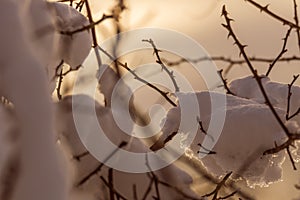 Snow on branches in the evening light, shallow depth of field
