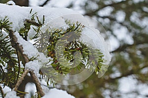 Snow on the branches of the forest pine tree