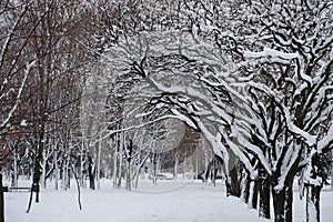 Snow on branches of robinias in winter