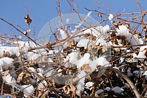 Snow on the branches of a tree against a blue sky