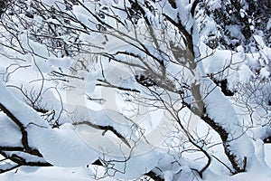 Sneh na vetvách stromov v zimnom lese.