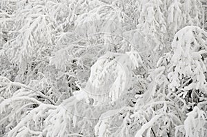 Snow Branches in the Winter