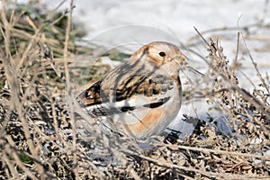 Snow Bunting behind twigs in winter and eating seeds